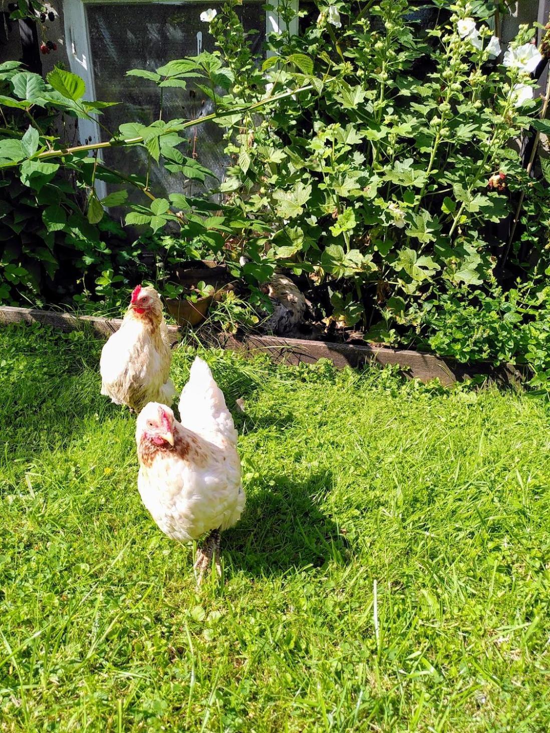 Laegenhet Naturnaera I Henån Dış mekan fotoğraf